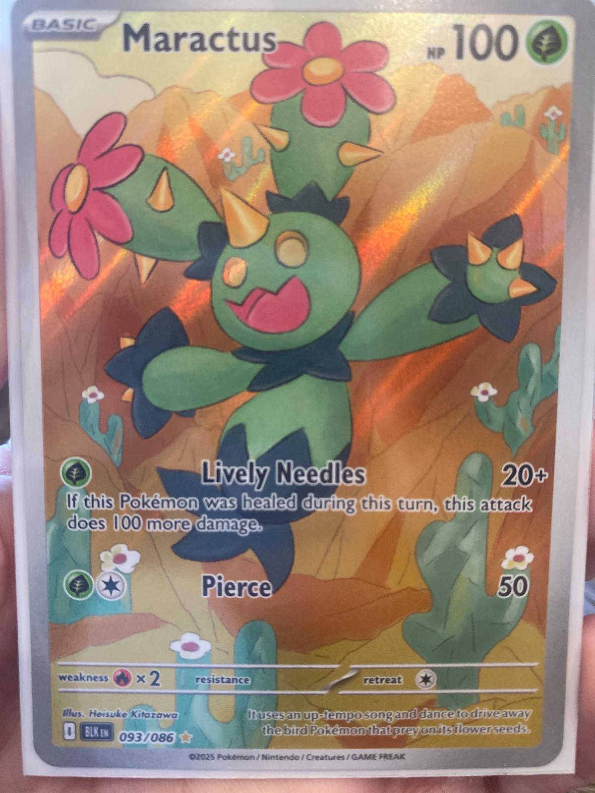 Maractus